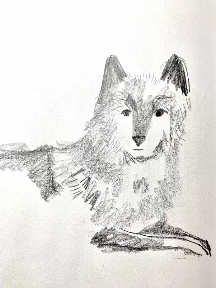 pencil drawing of a wolf lying down 